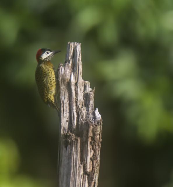 Spot-Breasted Woodpecker